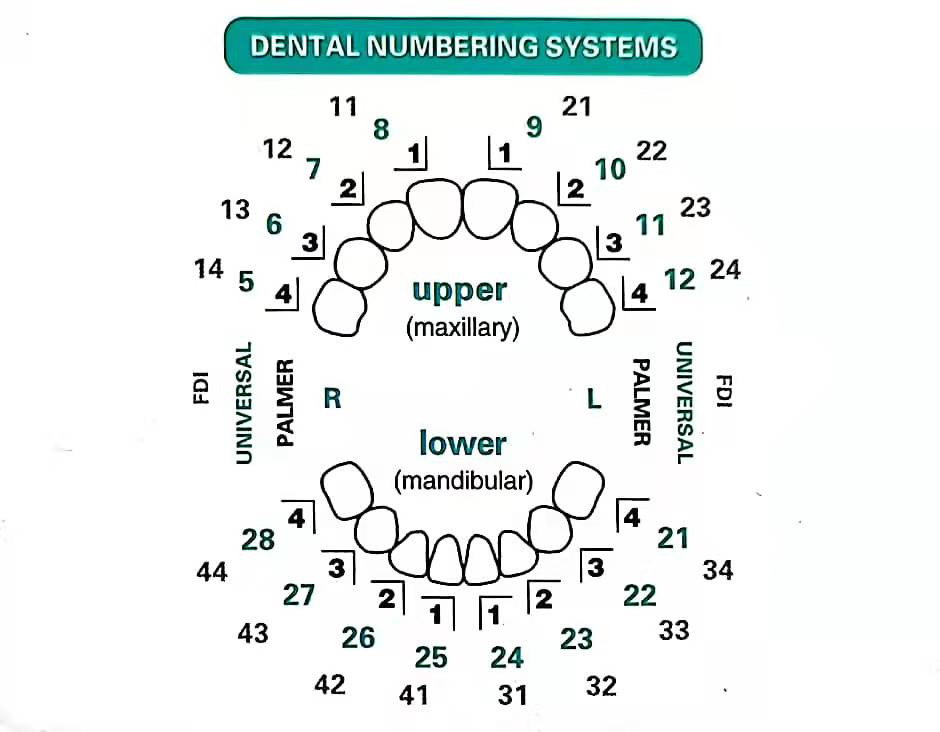 32 Pcs Dental Veneer Mold Set  - Teeth Whitening Moulds ulasan dan harga